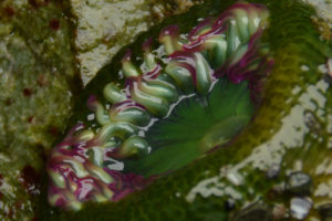 Deception Pass, Washington, anemone