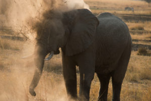 Dust bath 1, 2, 3. Moremi National Park, Botswana