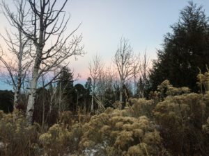 winter daydreams of light in sagebrush country