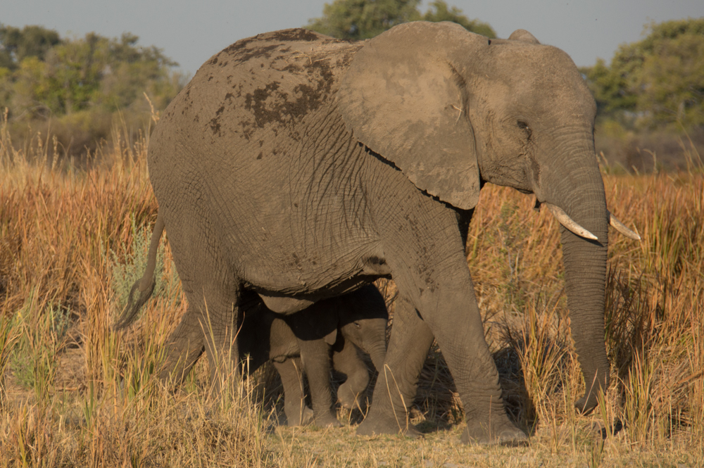 African elephant, calf, Africa