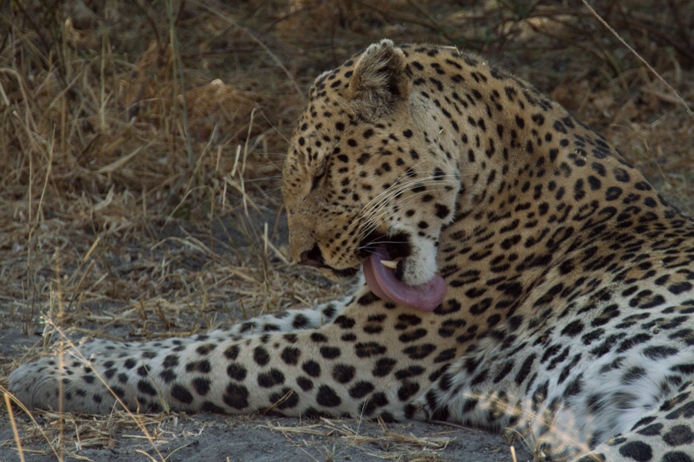 leopard, Botswana, Africa