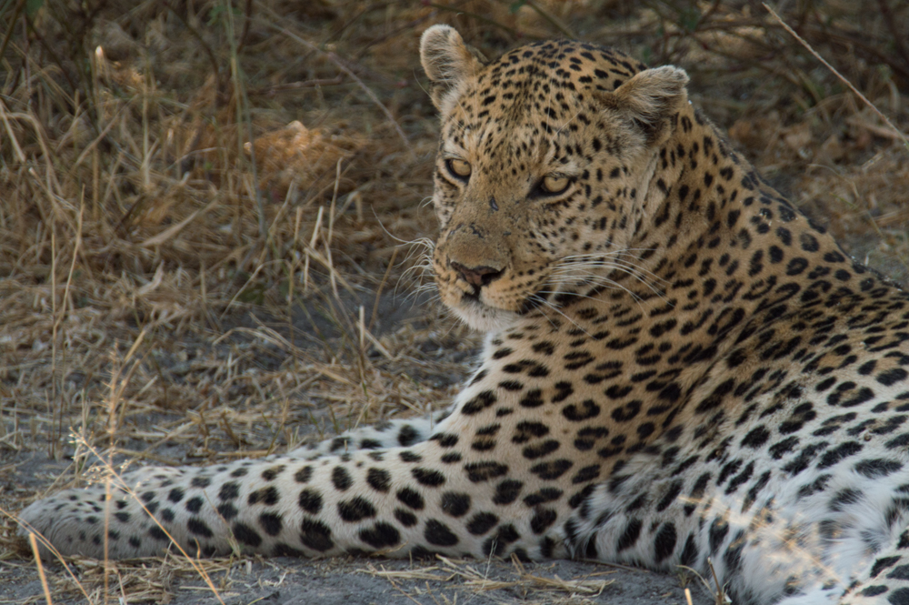 Leopard, Africa, Botswana, Moremi National Park