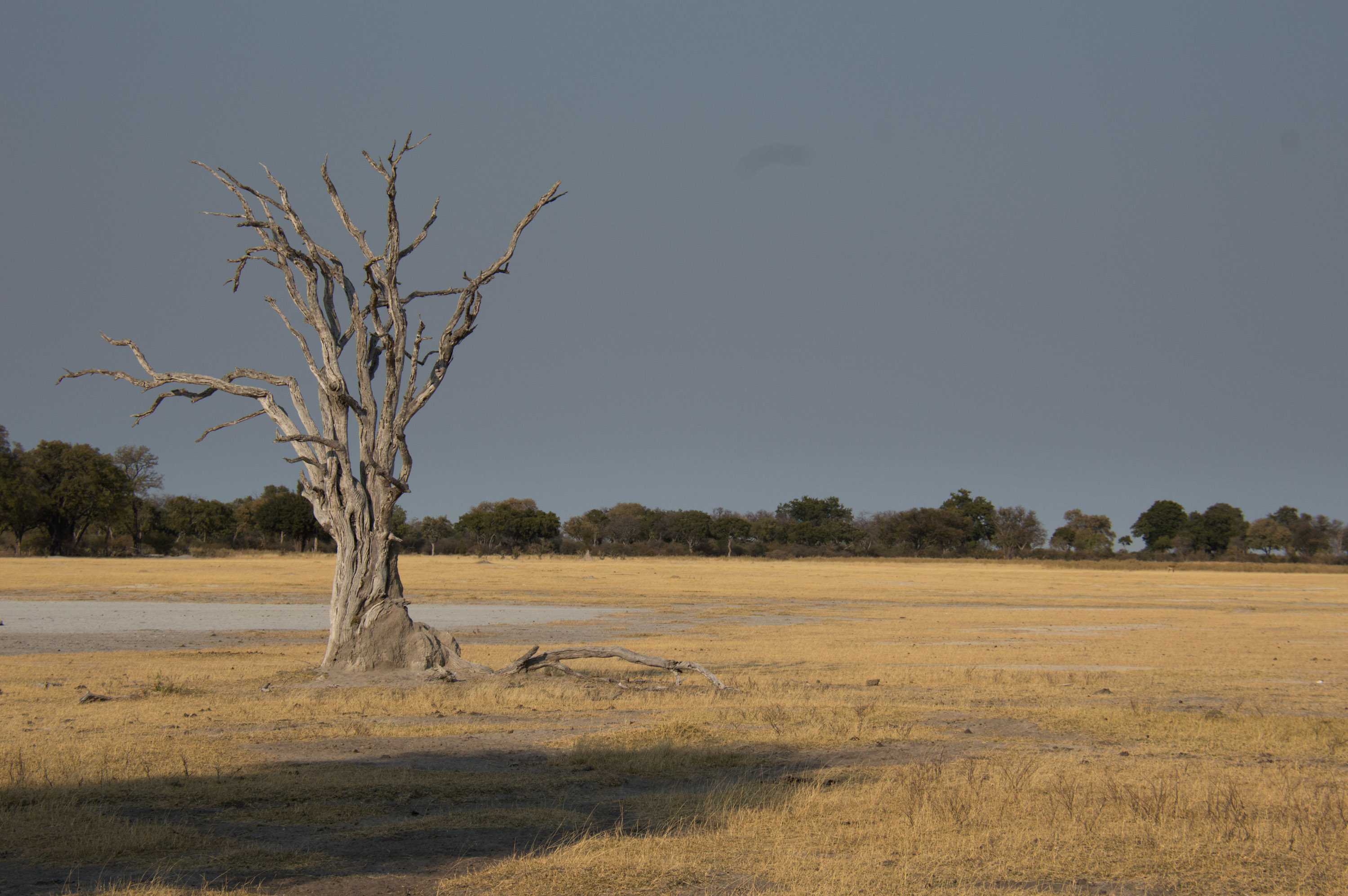 Moremi National Park, Botswana, Africa