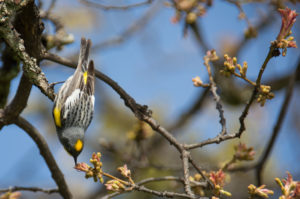 yellow-rumped warbler, Siskiyou Mountains, Ashland, Oregon