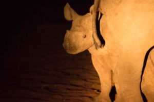 rhino calf