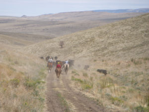 horse and riders moving cows out of the Pueblo Mountains