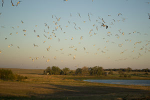 sky full of gulls