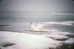 swans, Beaufort Sea