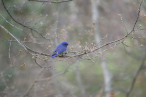 western bluebird, Oregon, oak