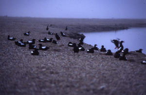 Cooper Island, Alaska, Arctic Ocean, Arctic, The Arctic Circle, black guillemtos