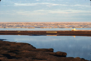Arctic Ocean, The Arctic Circle, Alaska, Barrow, Cooper Island, Black Guillemots