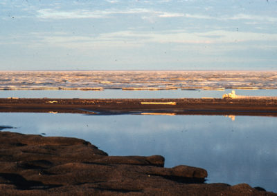 Arctic Ocean, The Arctic Circle, Alaska, Barrow, Cooper Island, Black Guillemots
