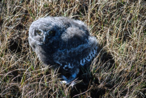 Alaska, Barrow, Cooper Island, Arctic Ocean, The Arctic Circle, snowy owl