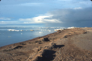 Alaska, Barrow, Cooper Island, Arctic Ocean, The Arctic Circle, ice, birds, black guillemots
