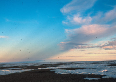 Alaska, Barrow, Cooper Island, Arctic Ocean, The Arctic Circle, ice, birds, black guillemots