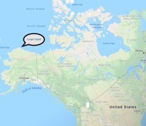 Alaska, Barrow, black guillemots, Cooper Island,Arctic, The Arctic Circle