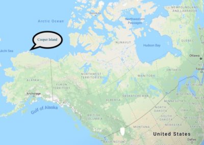 Alaska, Barrow, black guillemots, Cooper Island,Arctic, The Arctic Circle