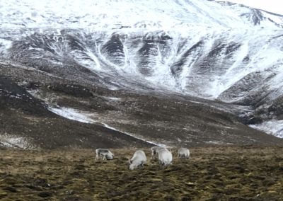 The Arctic Circle, Svalbard, Spitsbergen, reindeer, Norway, climate change