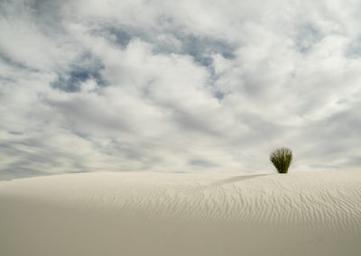 White Sands, New Mexico, desert, agave, yucca, National Monument