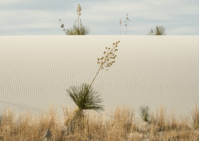 White Sands, New Mexico, desert, agave, yucca, National Monument