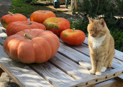 pumpkins, cats, big cat