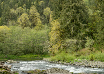 Erythronium, spring, wildflower, threatened, Oregon, Dodecatheon, Nehalem River, Tillamook County, Oregon coast