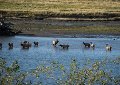 Nehalem Bay, Nehalem River, Oregon, Oregon Coast, elk, hunting, bow hunting