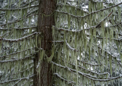 Oregon, Ashland, winter, lichen