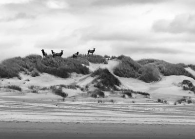 Oregon, elk, sand dunes, Oregon coast