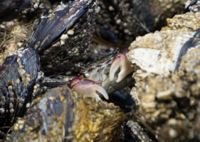 Oregon, Cannon Beach, crab, crabs, mussels, Oregon coast