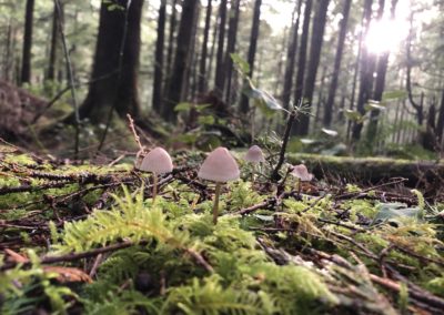 mushrooms, Oregon, cedar, stop clearcutting, Oregon coast