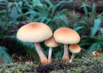 mushrooms, Oregon, cedar, stop clearcutting, Oregon coast