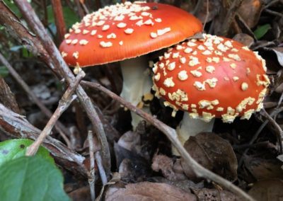 mushrooms, Oregon, cedar, stop clearcutting, Oregon coast, amanita