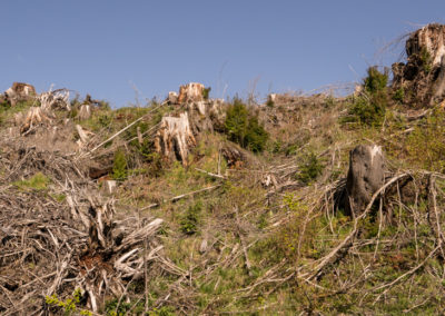 stop clearcutting, Oregon, clearcut, clearcutting, suicide, forestry,