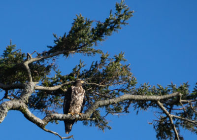 Oregon coast, Bald eagle, juvenile, Oregon, Nehalem River, Neahkahnie