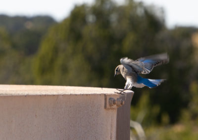 New Mexico, bluebird, mountain bluebird, birds, happiness