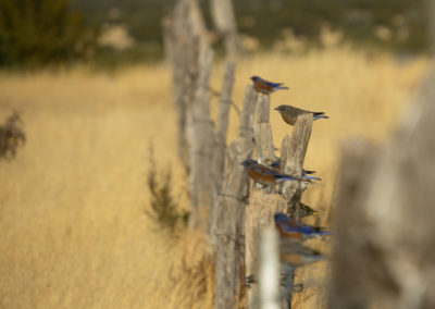 New Mexico, bluebird, eastern bluebirds, fence line, fences, birds
