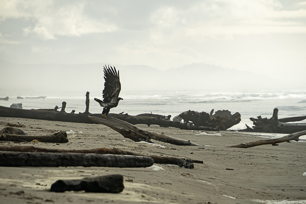 Audubon, National Audubon, Photography Awards, top 100, Oregon, Oregon coast, Pacific Ocean, coast, bald eagle, immature bald eagle, drift logs, take off