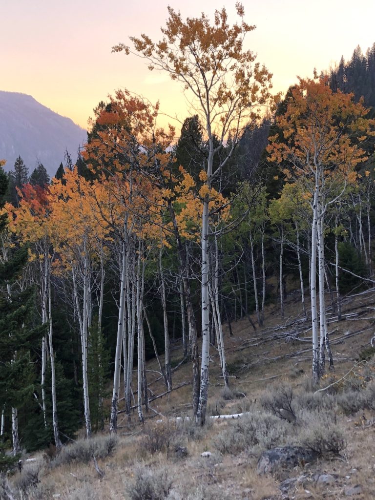 Montana, Grouse Springs, fall, autumn, color, fall color, aspens,