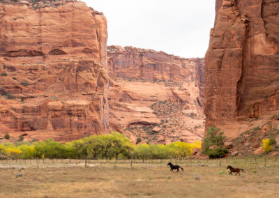 Arizona, Canyon de Chelly, Navajo, wild horses, ponies, Native American, red rock, canyons, southwest
