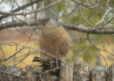 Cooper's hawk, New Mexico, European Starling, lunch