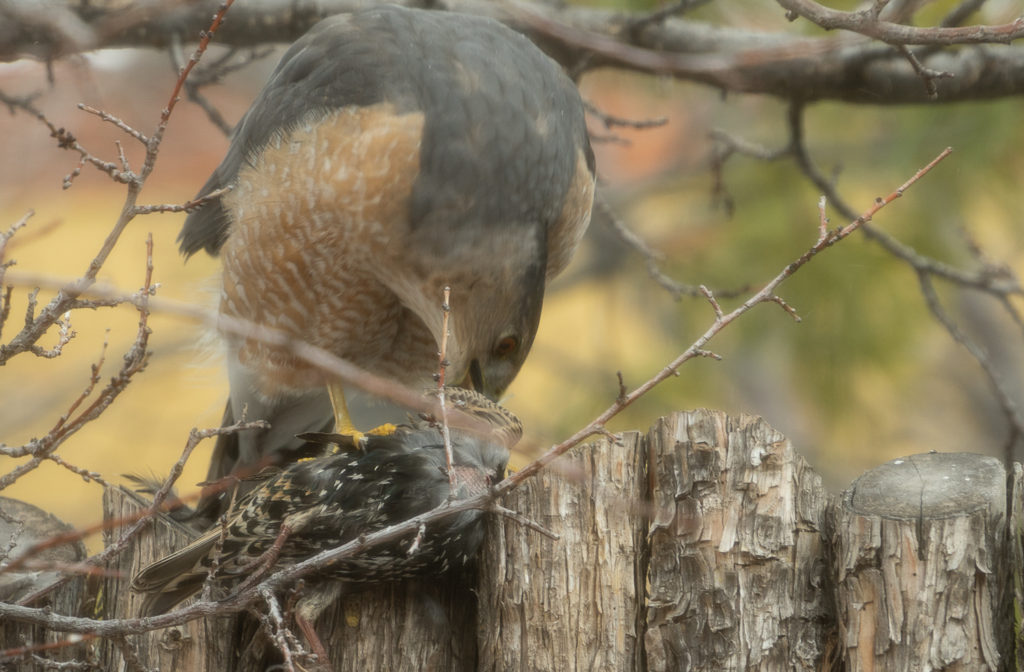 Cooper's hawk, New Mexico, European Starling, lunch