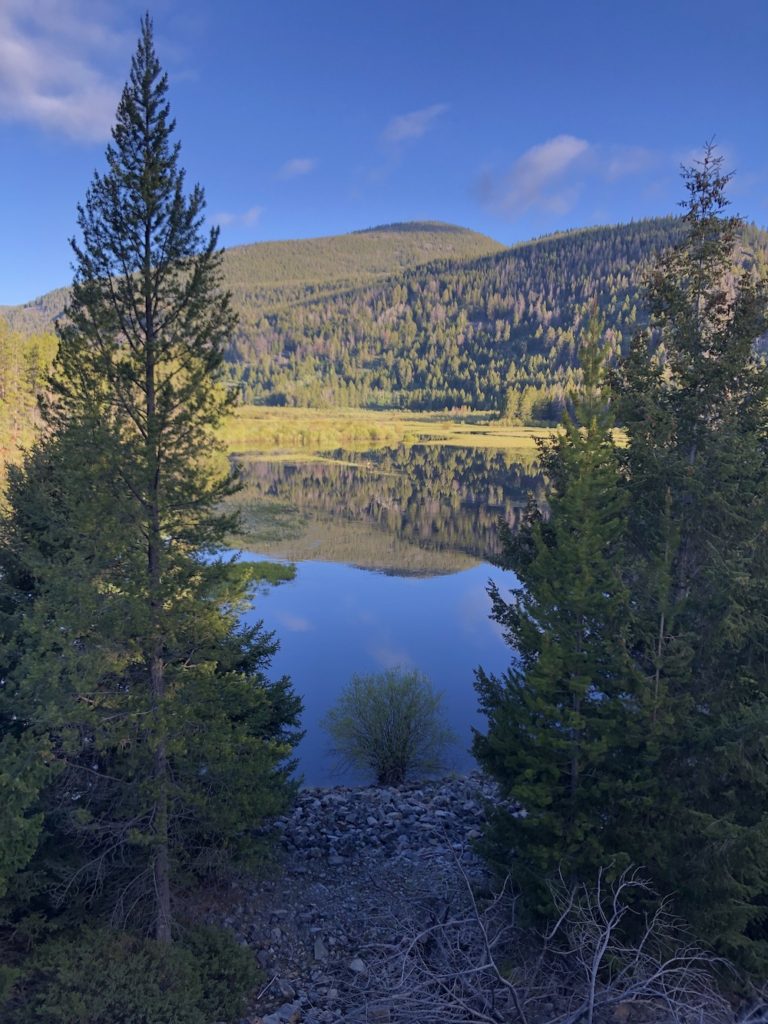 Montana, Beaverhead-Deer Lodge National Forest, Wise River, aspen, patters