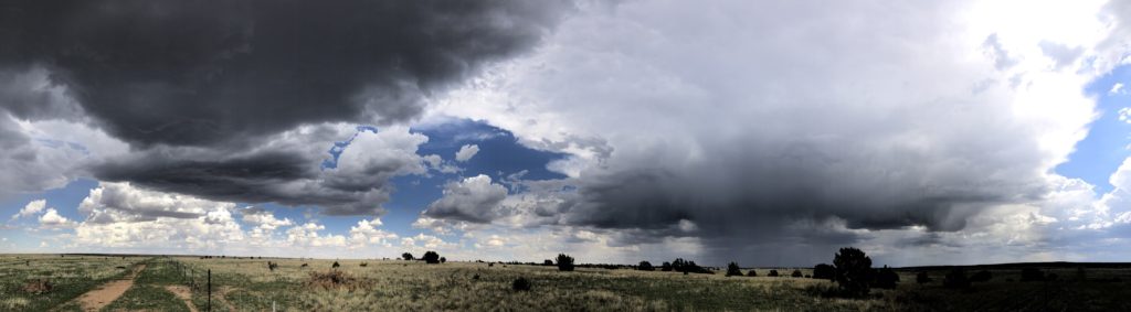 thunderstorm, New Mexico, cactus, flowers, summer, rain, drought, summer rain, milkweed, aster, thunder, lightening