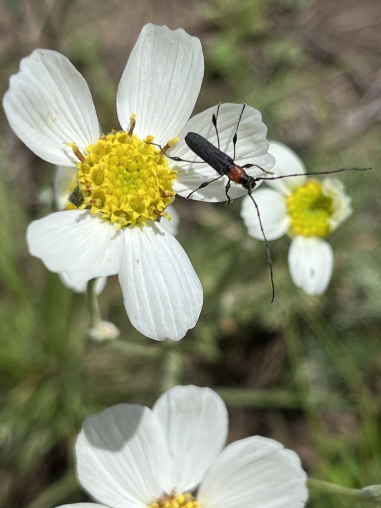 Valles Caldera, New Mexico, wildflowers, insects, bugs, patterns, small things, details
