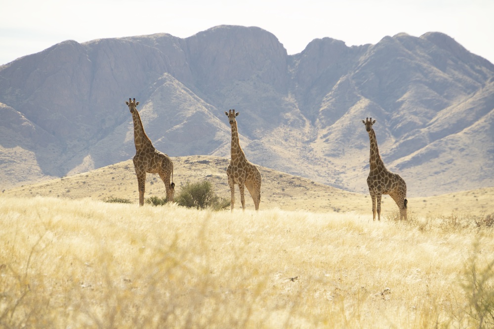 Africa, Namibia, giraffes, At Kronenhof