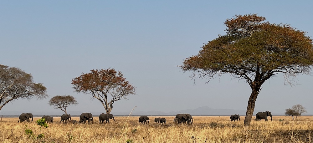 Tanzania, east Africa, elephants, Katavi National Park