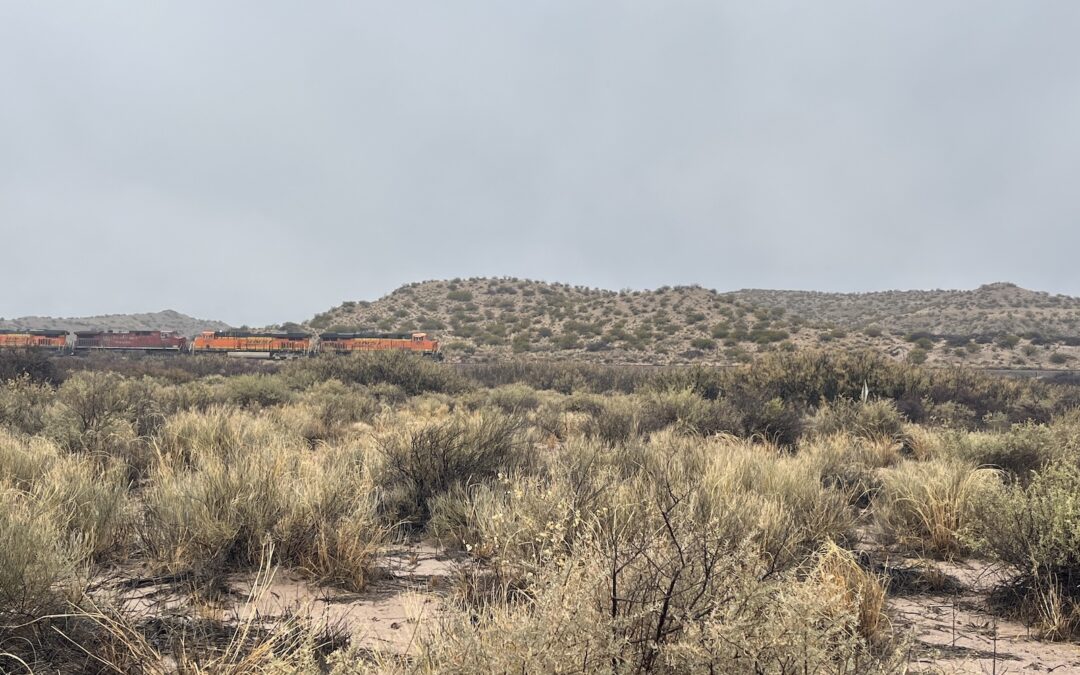 Great blue heron, Bosque del Apache, New Mexico, national wildlife refuge, desert oasis, desert, cottonwood, willow, Rio Grande River, BNSF, Burlington northern Santa Fe, train