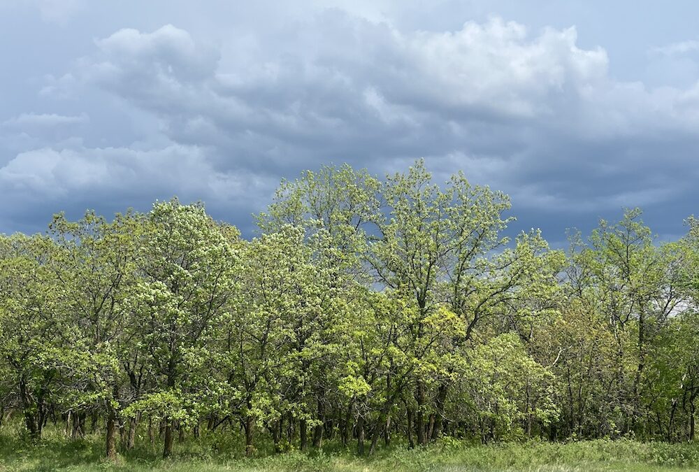 North Dakota, spring, transmission line,storm, thunderstorm, clouds, oaks, spring storm, spring green,