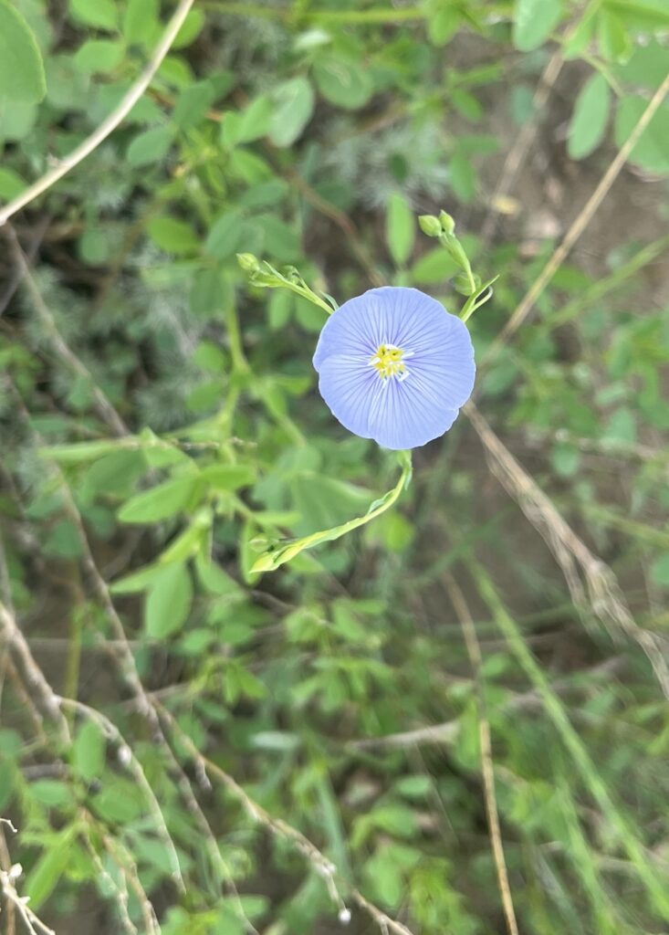 North Dakota, spring, transmission line,spring flowers, flax, blue flax, beauty, wildflower
